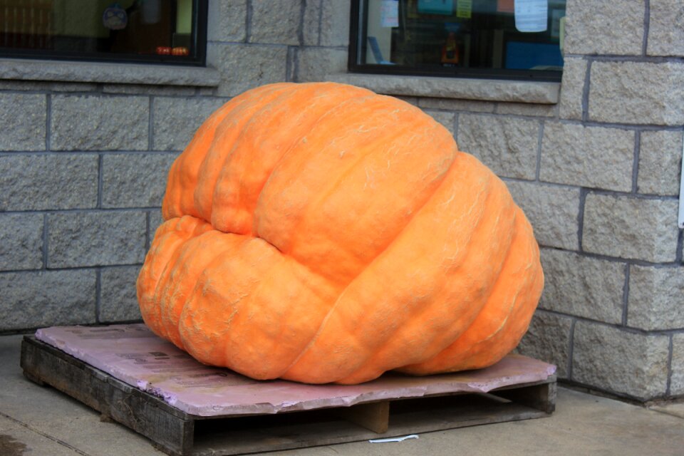 Orange halloween autumn