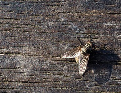Wood macro public record