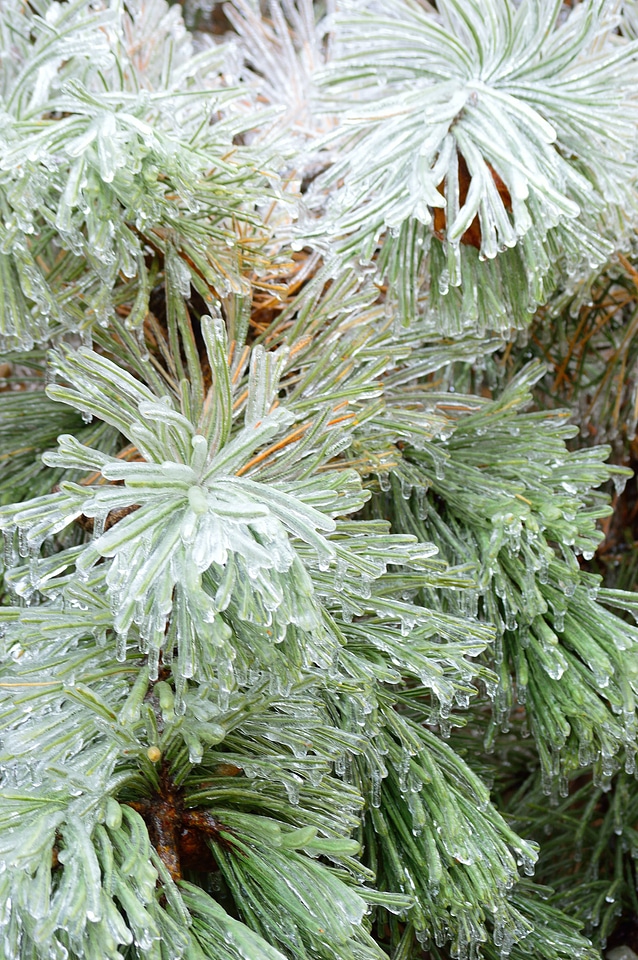 Season nature frozen