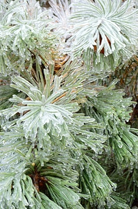 Season nature frozen