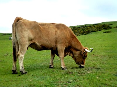 Landscape picos de europa nature photo