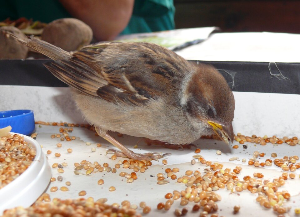 Bird birds summer