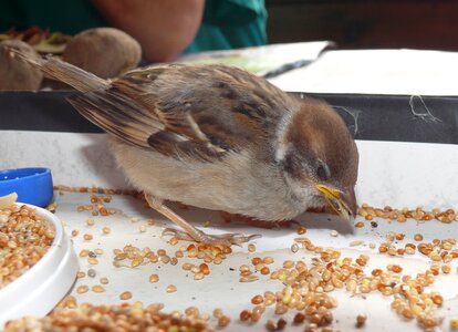 Bird birds summer