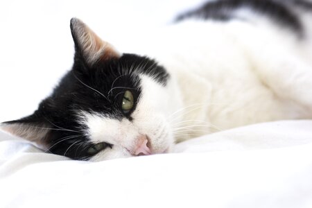 Animal lover house cat sweet
