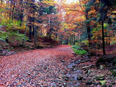 Nature tree colors photo