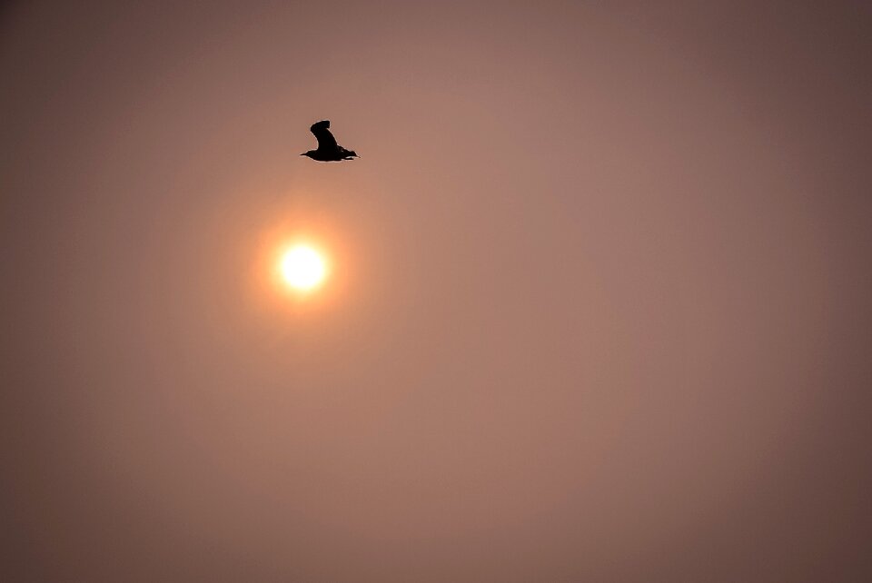 Fly animal sea