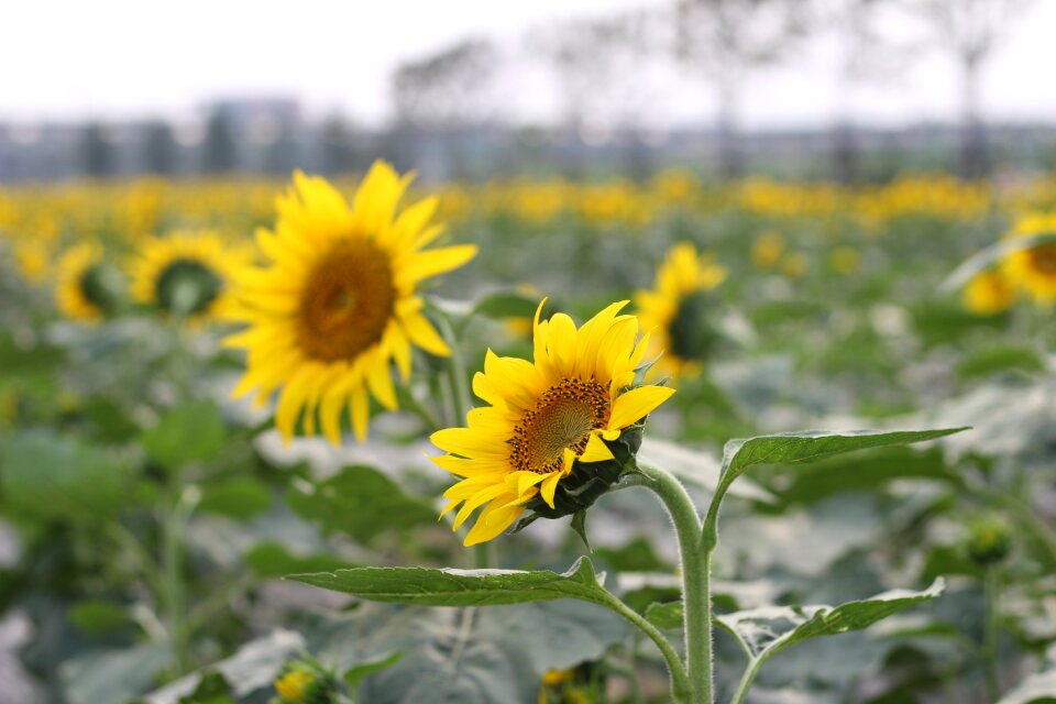 Green open country flower