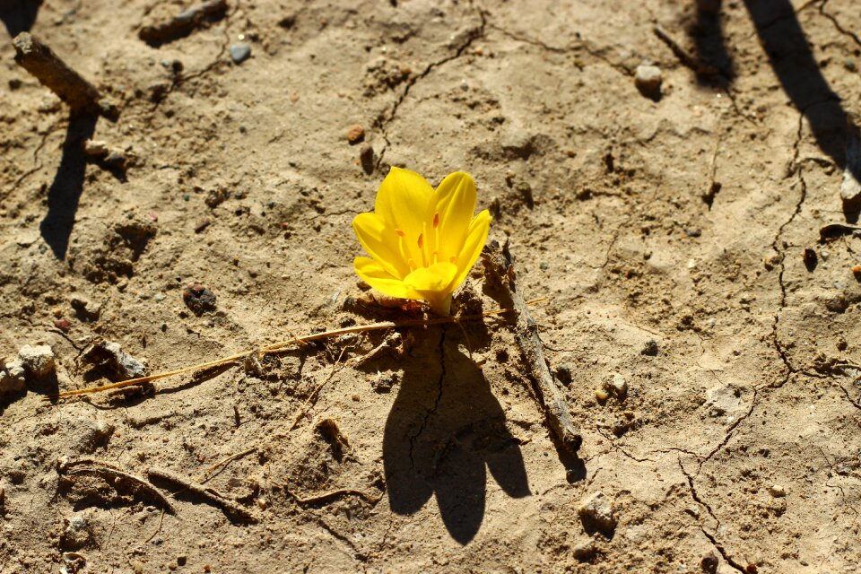 Flower stand alone desert