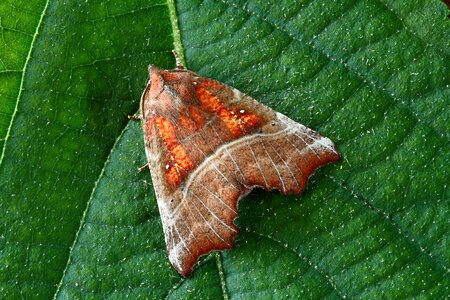 Lepidoptera wings uk