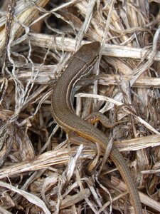 Sargantana reptile texture