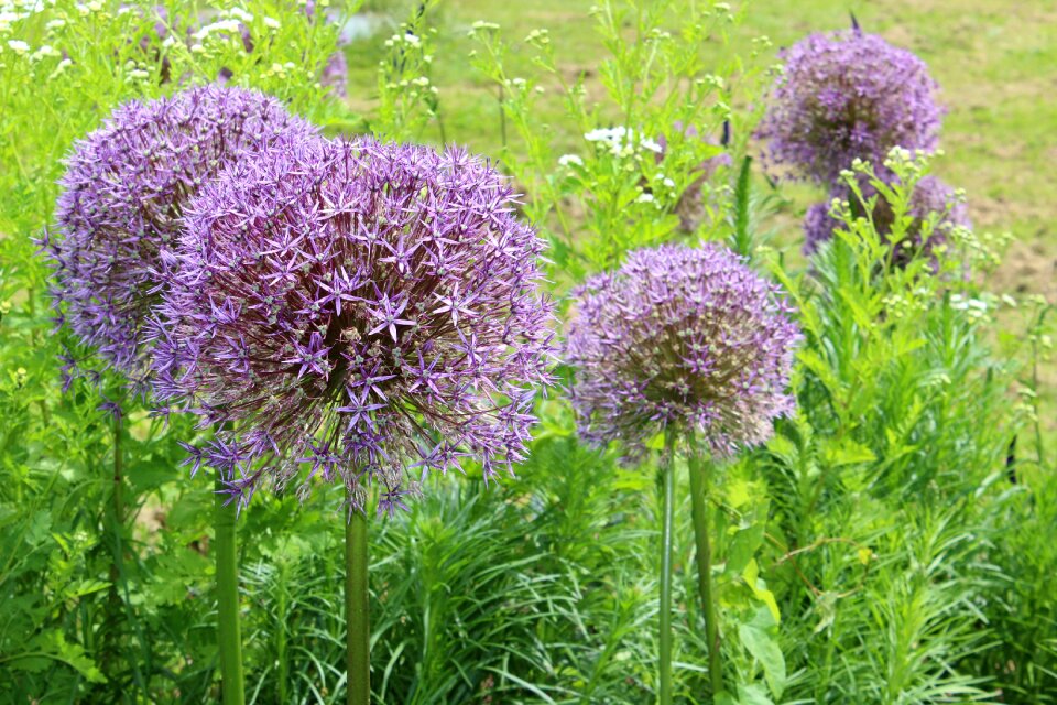 Plant flower garden ornamental onion