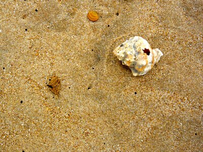 Beach shell sea