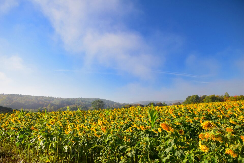 Yellow nature rural photo