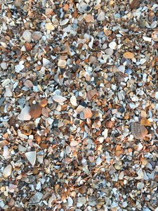 Beach mussels sea