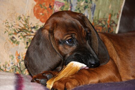Pet view puppy