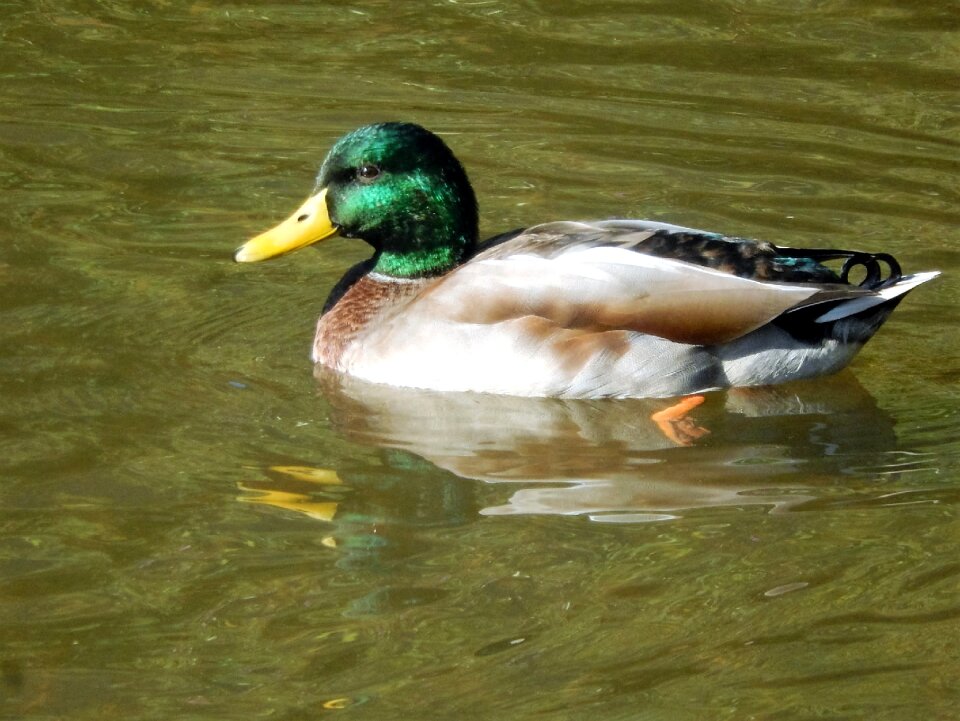 Duck mare nature