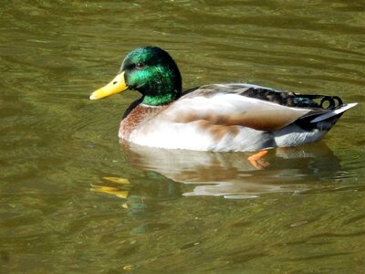 Duck mare nature