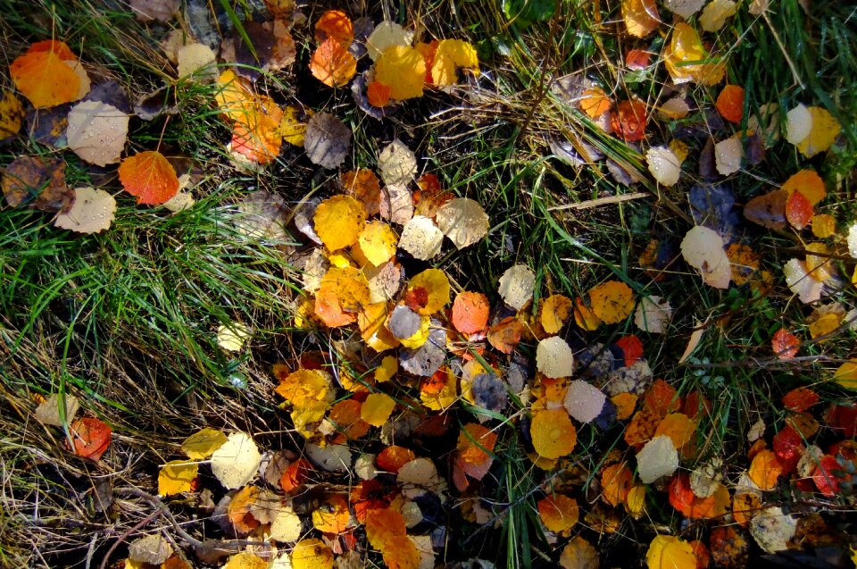 Ground autumn colorful