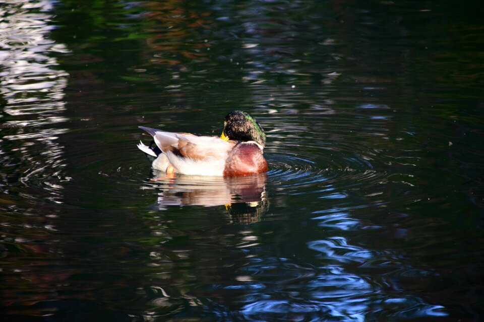Bird water bird animal