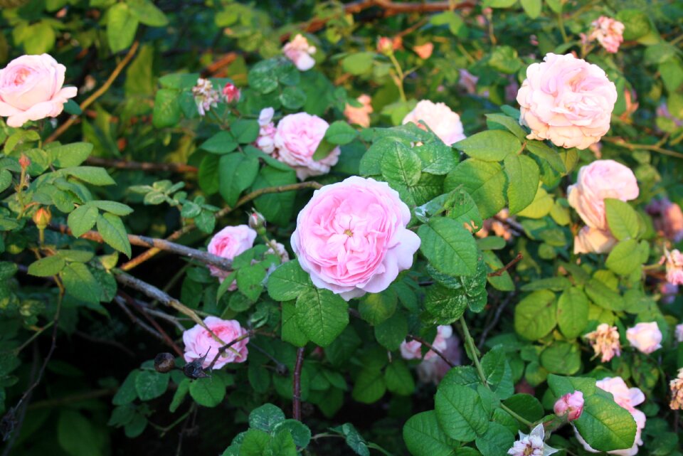 Garden pale-pink petals