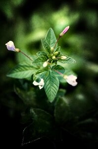 Nature growth leaf photo