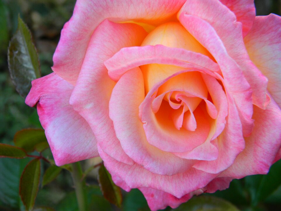 Petal love macro