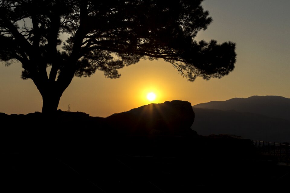 Landscape nature tree