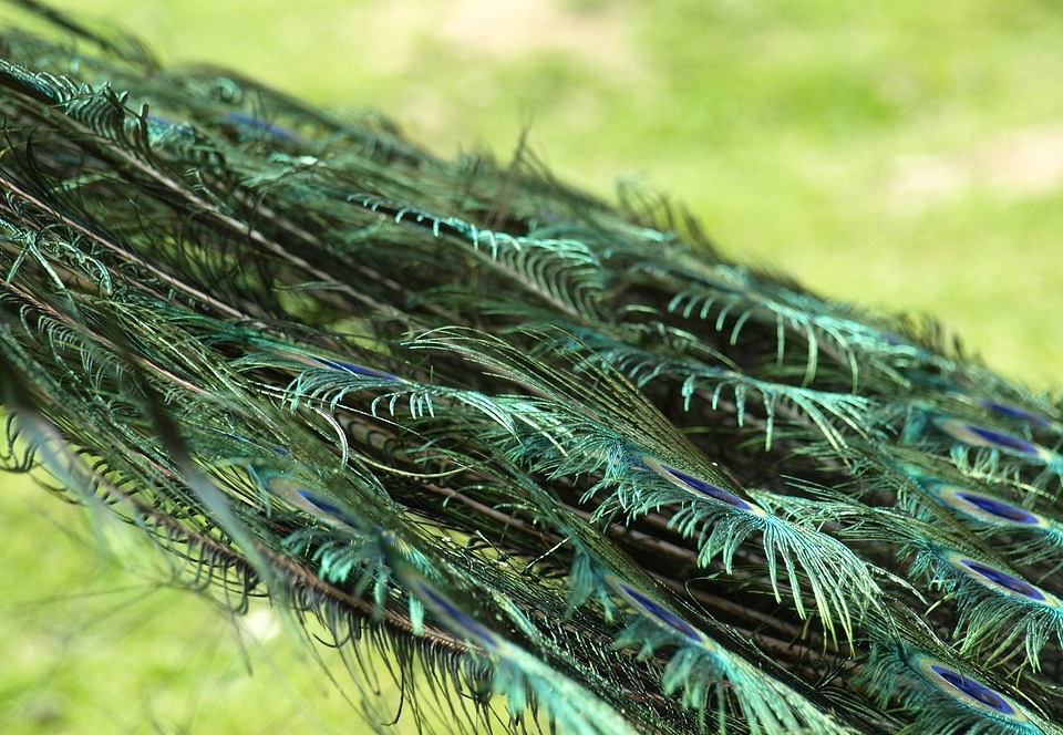 Feather peacock pavo cristatus