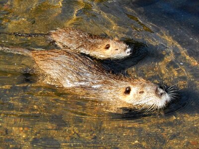 Coypu animals river