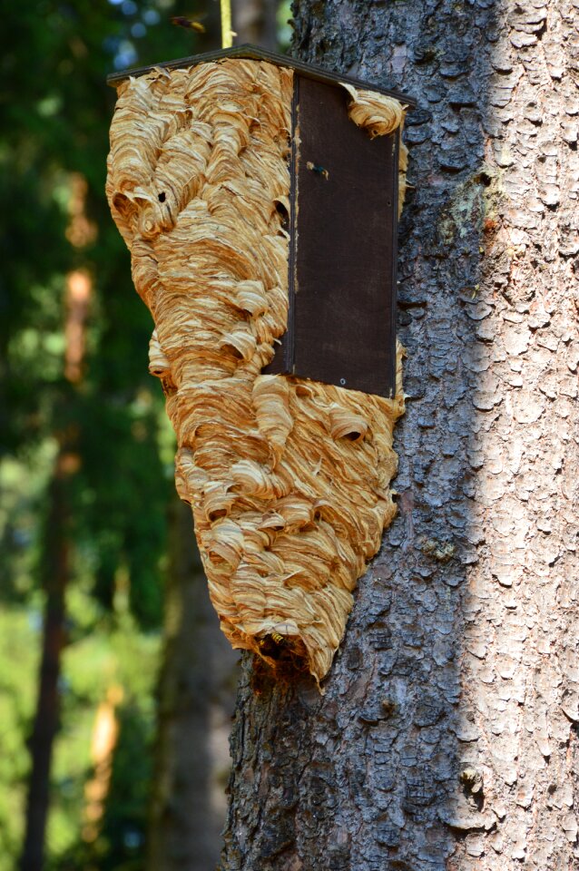Mine insect nest