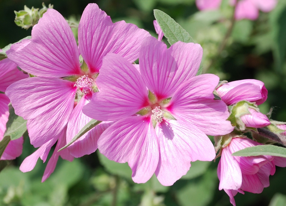 Mauve hibiscus pink flower