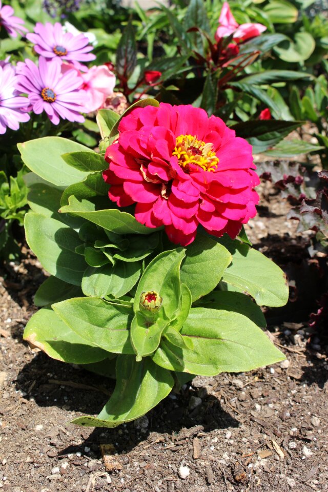 Pink nature happy