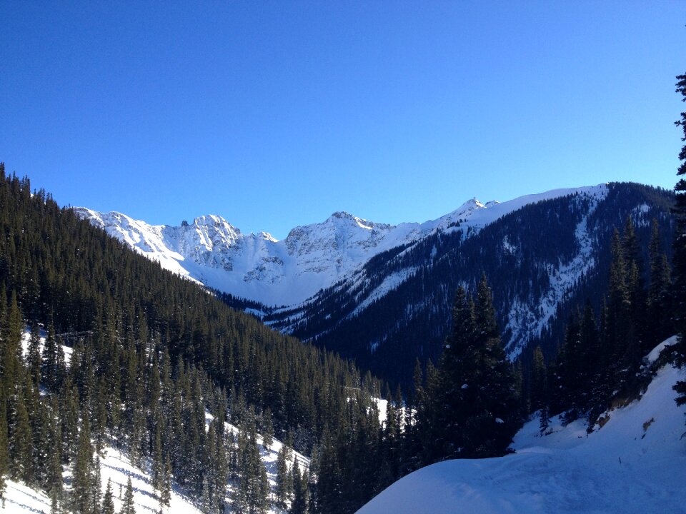 Snow peaks pine trees