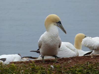 Animal helgoland water bird photo