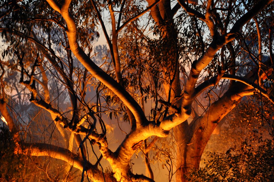 Tree light forest