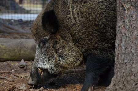 The bristles hog wild snout photo