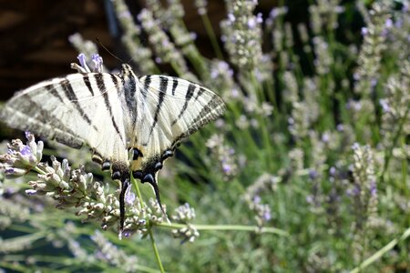 Black white garden swallowtail