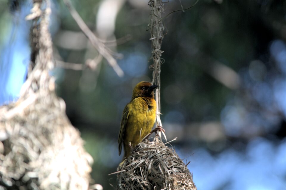 Nature yellow bird