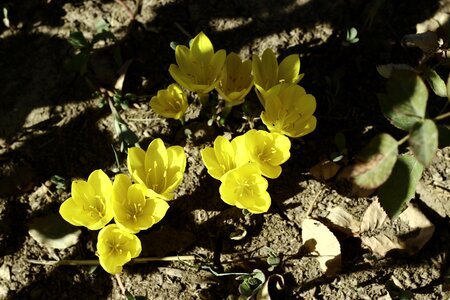 Flower draw autumn