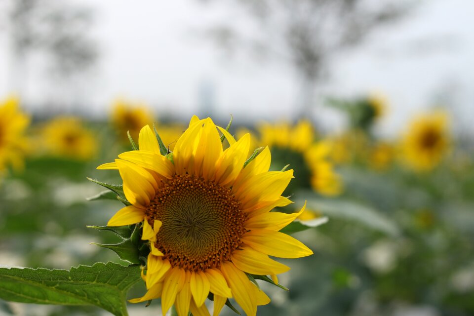 Green open country flower