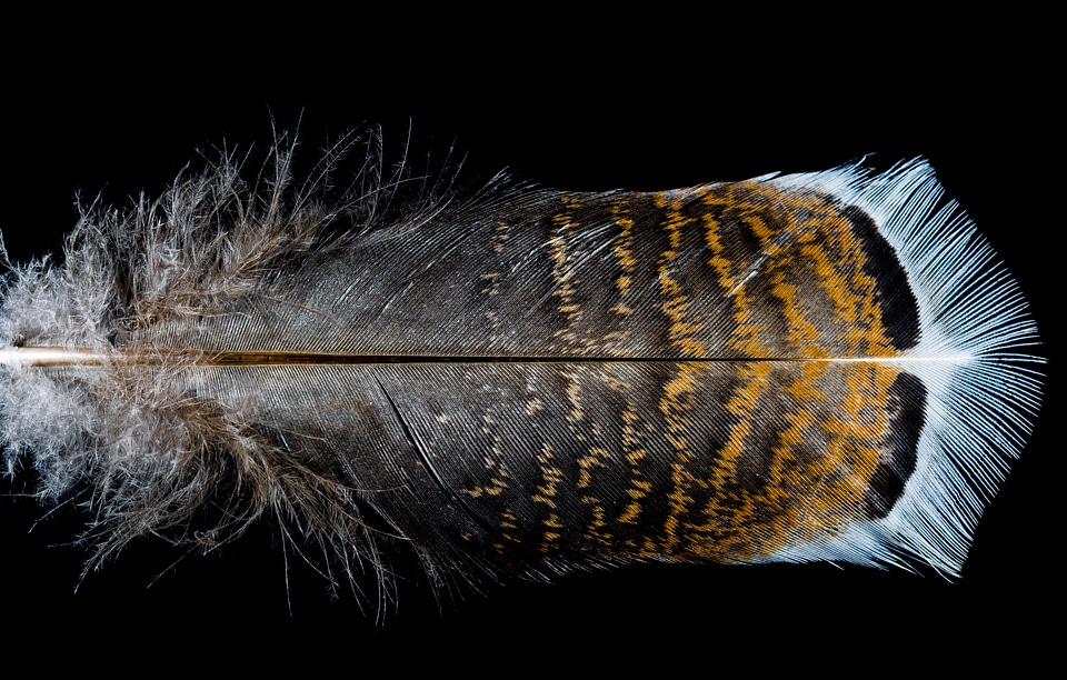 Feather bird feather turkey feather