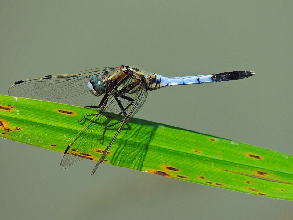 Insect lake dragon-fly photo