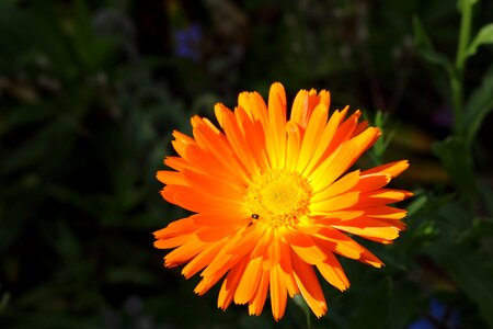Calendula close up medicinal plant