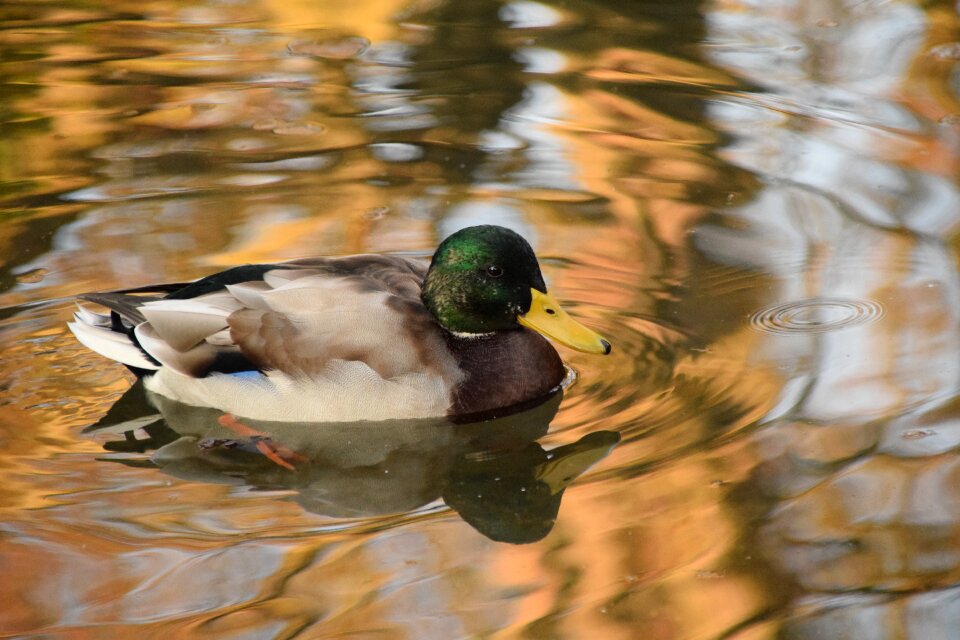 Animal nature bird