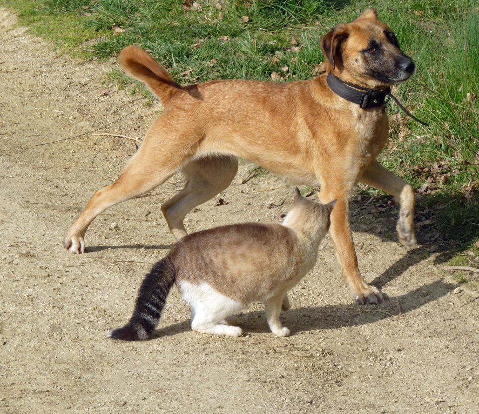 Animal animals two