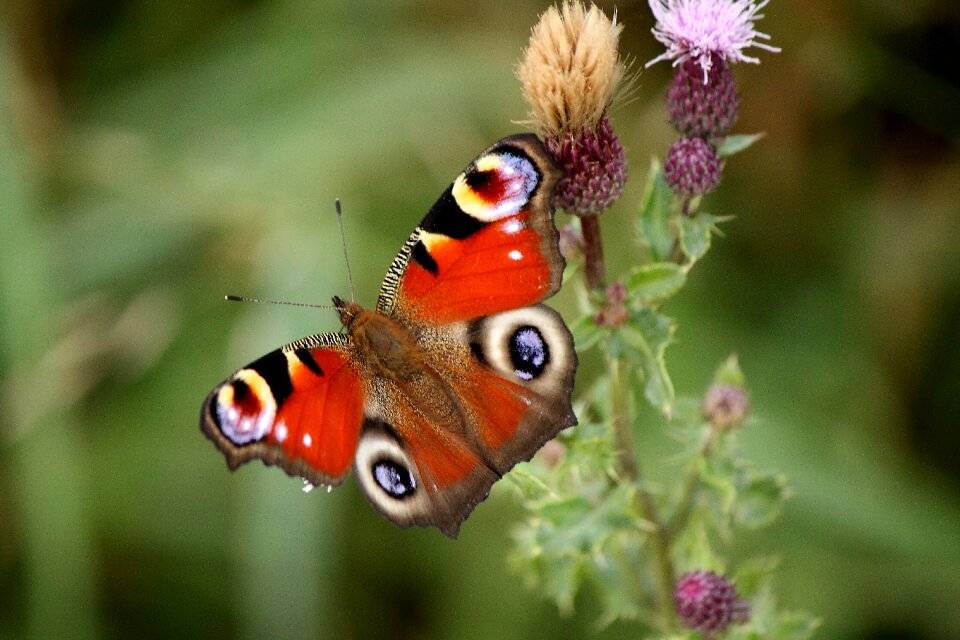 Flower close up animal