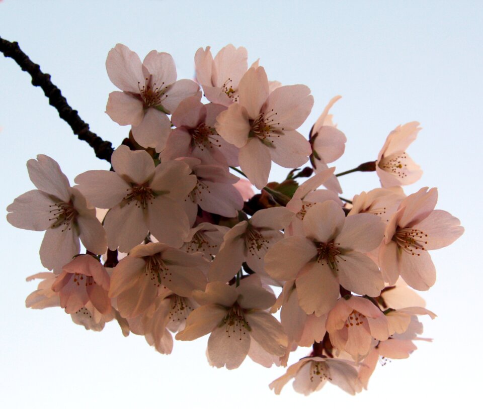 Spring close on natural