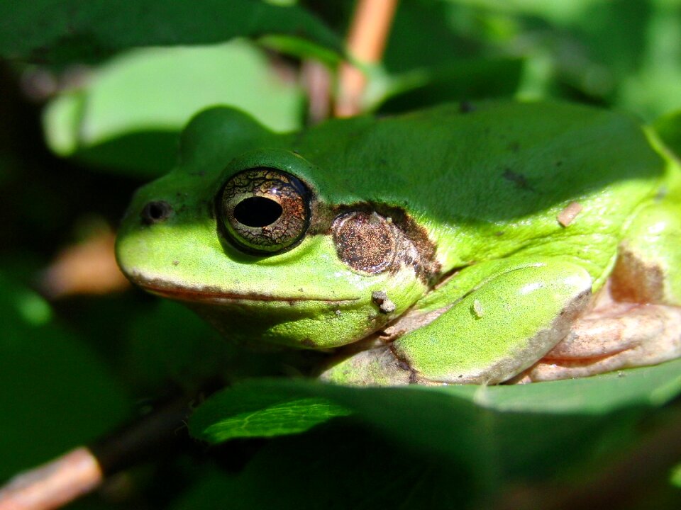 Hyla japonica amphibian closeup