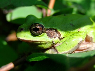 Hyla japonica amphibian closeup photo