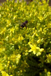 Garden bug pollen